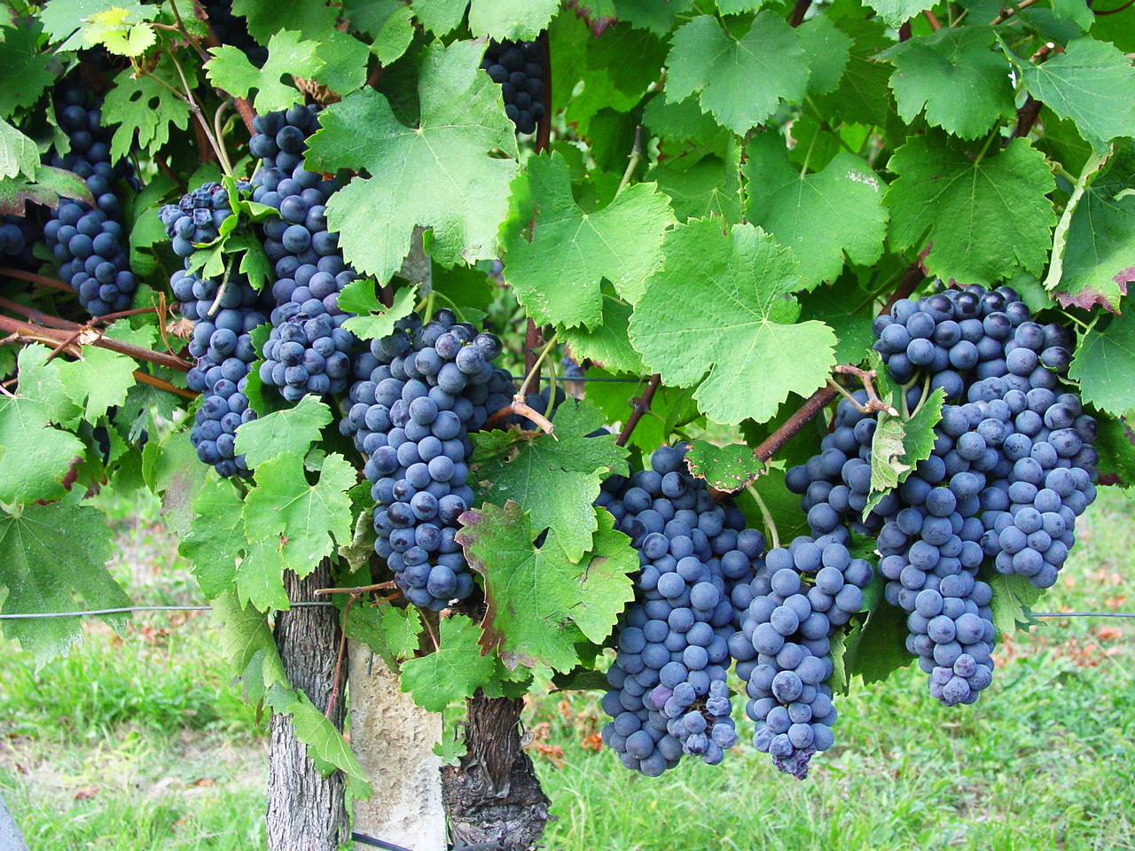 VENDEMMIA 2019 IN LANGA: «MENO PRODUZIONE MA VINI DI GRANDE EQUILIBRIO» CRESCONO RICHIESTA E IMBOTTIGLIATO DI BAROLO, BARBARESCO E LANGHE NEBBIOLO