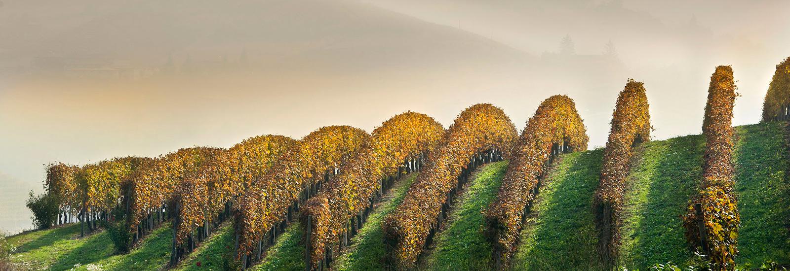 Langhe Vini