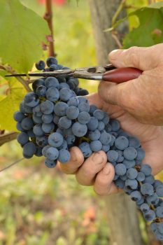 Si è concluso il progetto “PININ”: sistema di mappatura della DOP BAROLO sui mercati online