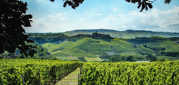 Barolo: chiarezza sui dati