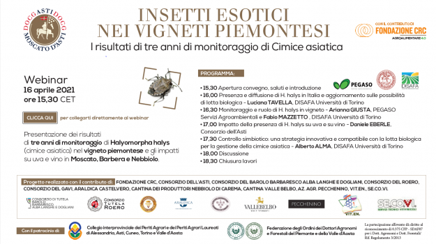 Insetti esotici nei vigneti piemontesi – Webinar