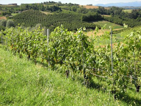 THE 2019 BAROLO & BARBARESCO HARVEST REPORT INDICATES A CLASSIC VINTAGE WITH QUALITY FRUIT AND STRONG AGING POTENTIAL