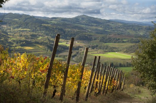 NESSUNA ‘BAGARRE’ NEL MONDO DEL BAROLO e BARBARESCO