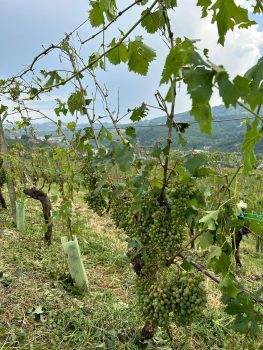 Grandine su Alba, Langhe e Roero | 6 Luglio 2023