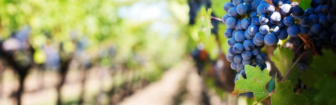 Qualità delle uve e Shelf-Life del Vino: Approcci innovativi di misura_ Convegno 19 aprile ore 15:00 Terre del Barolo