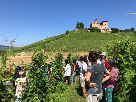 Progetto pilota ‘Flavescenza Dorata’ Zona Barolo Barbaresco estate 2024